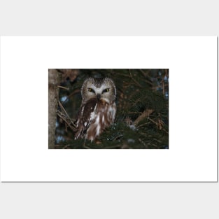 Saw-whet Owl Posters and Art